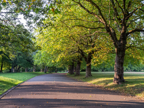 A pathway in Sefton Park with green trees on either side