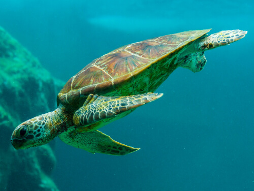 Close-up of turtle diving underwater