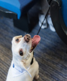 Image of a dog sat in the isle of a Northern train